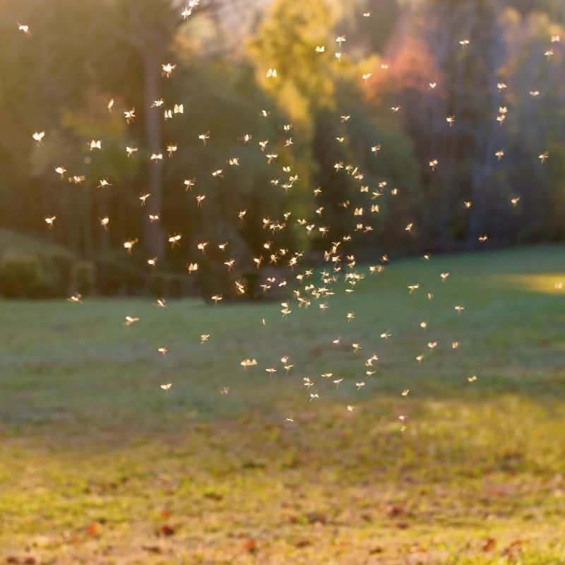 Pest Control & Wildlife Removal in Fort Mill SC Cramer Pest Control