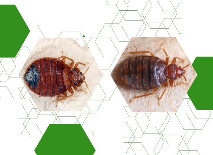 What Are Bed Bugs? - Cramer Pest Control