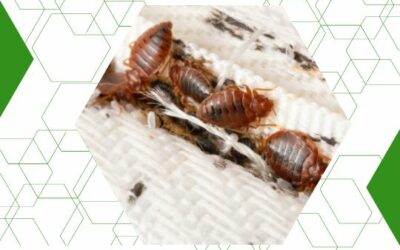 What are Bed Bugs?