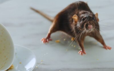 Know Your Pest: Everything About Rats and Mice