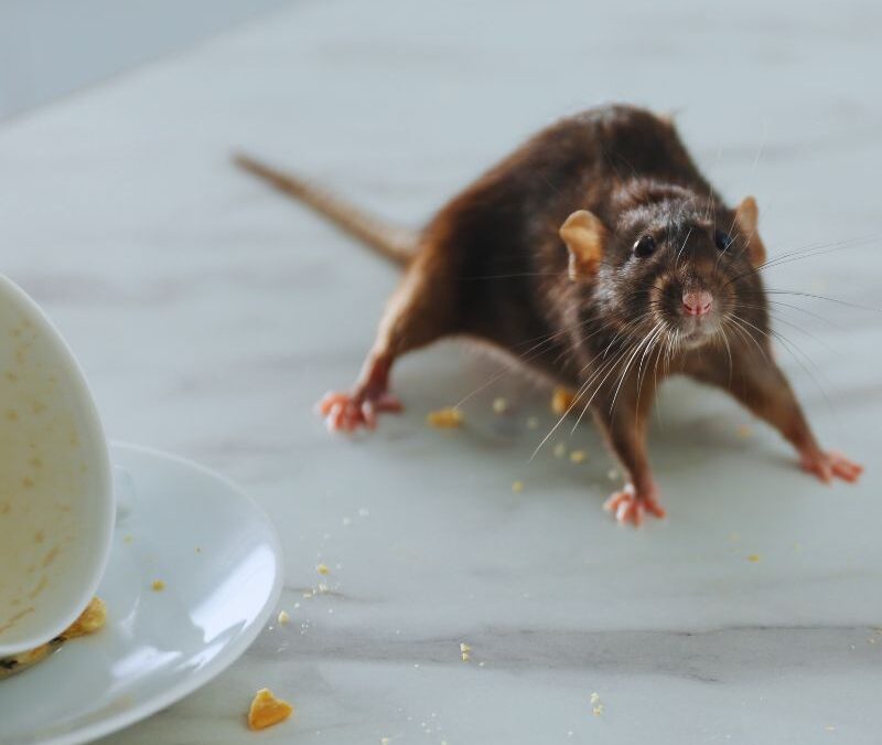 Know Your Pest: Everything About Rats and Mice