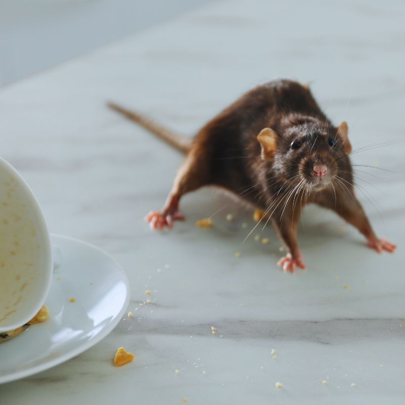 Know Your Pest: Everything About Rats and Mice - Cramer Pest Control ...